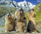 Üç Alp köstebek